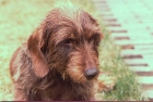 My dog Olivier - RIP for a long time